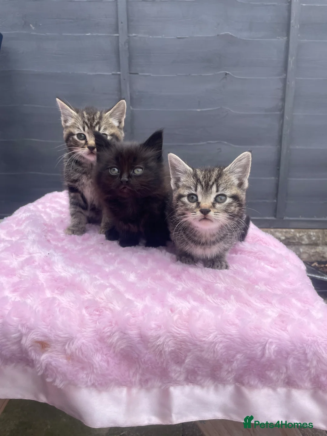 Mixed Breed cats for sale: 2 females 1 male kittens ready now  - Advert 1
