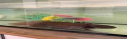 Axolotl reptiles for sale: 2 x large adult female axolotls  - Advert 4