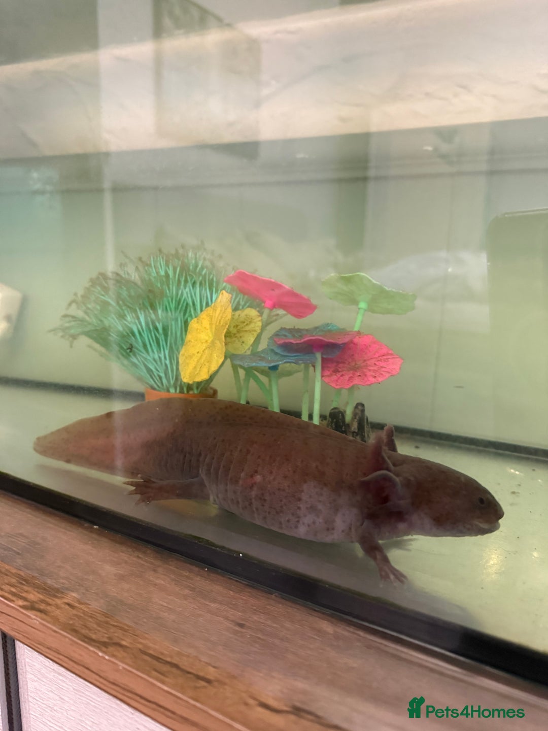 Axolotl reptiles for sale: 2 x large adult female axolotls  - Advert 4
