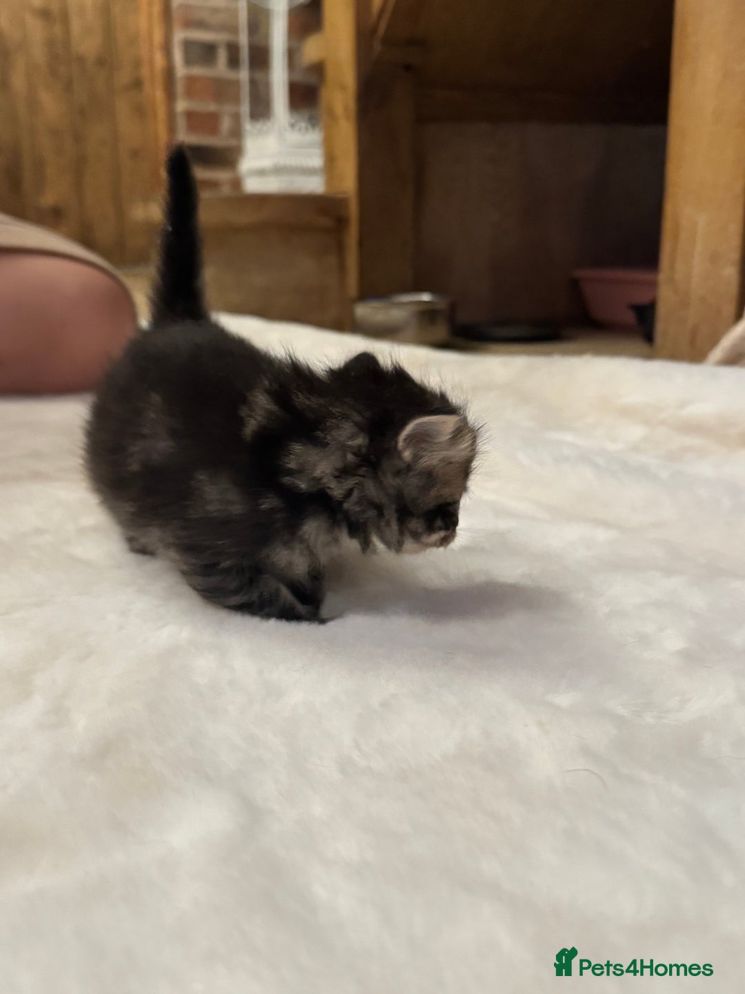 Ragdoll cats for sale: Half ragdoll stunningly marked kittens  - Image 17