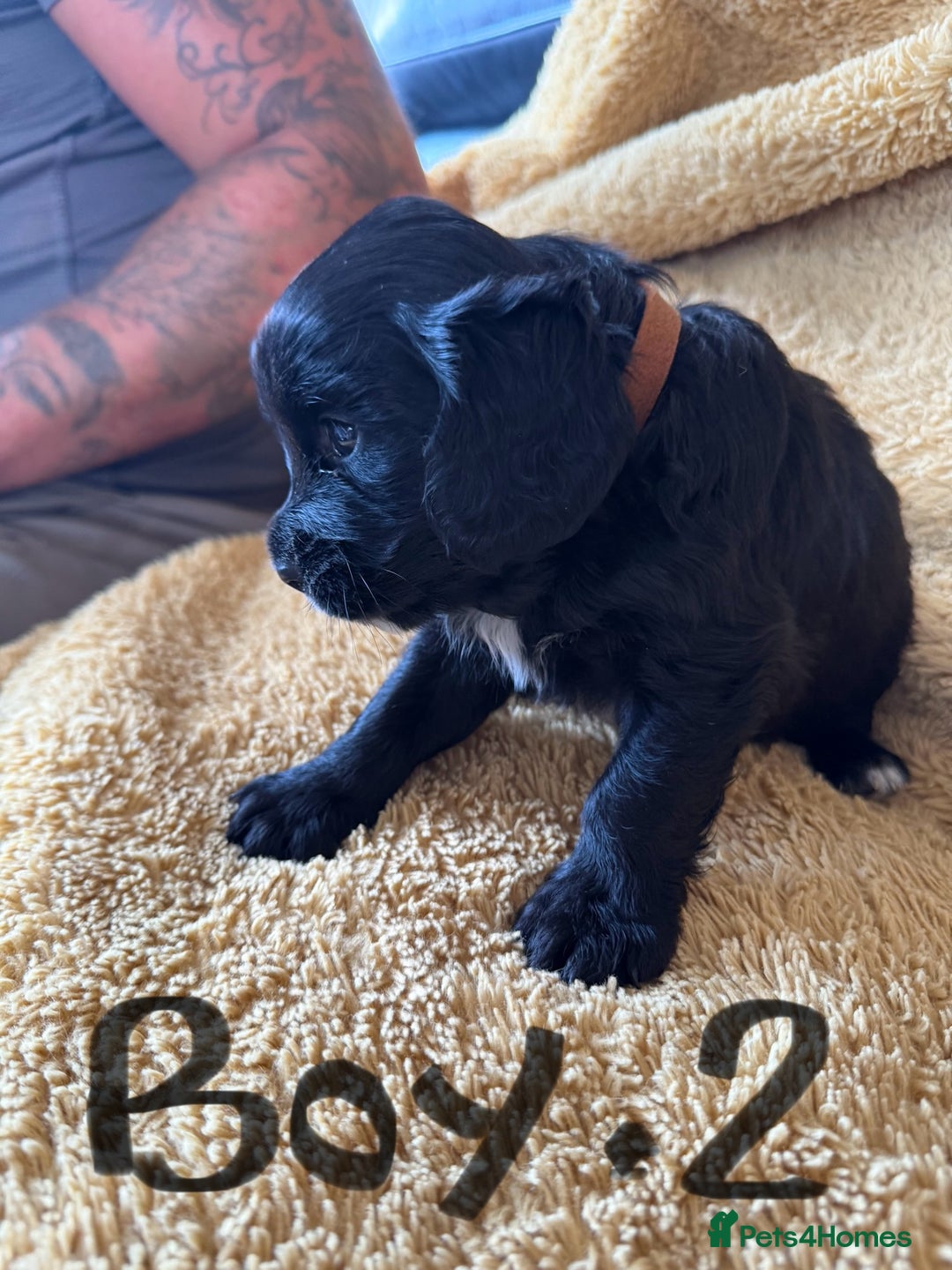 Cockapoo dogs for sale: Cockapoos puppies 2 girls 2 boys - Image 4