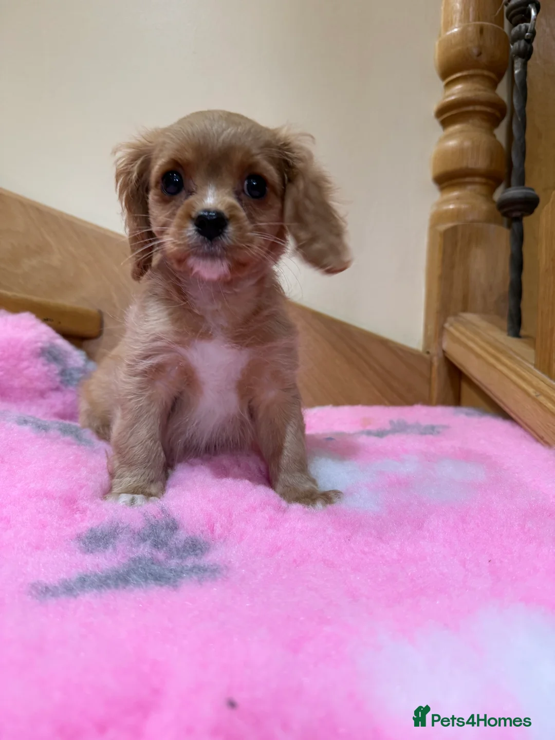 Cavapoochon dogs for sale: Cavapoochon - Advert 6