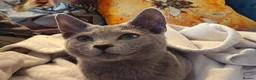 Russian Blue cats for sale: TICA registered Kitten looking for a special home in Sleaford - Advert 4