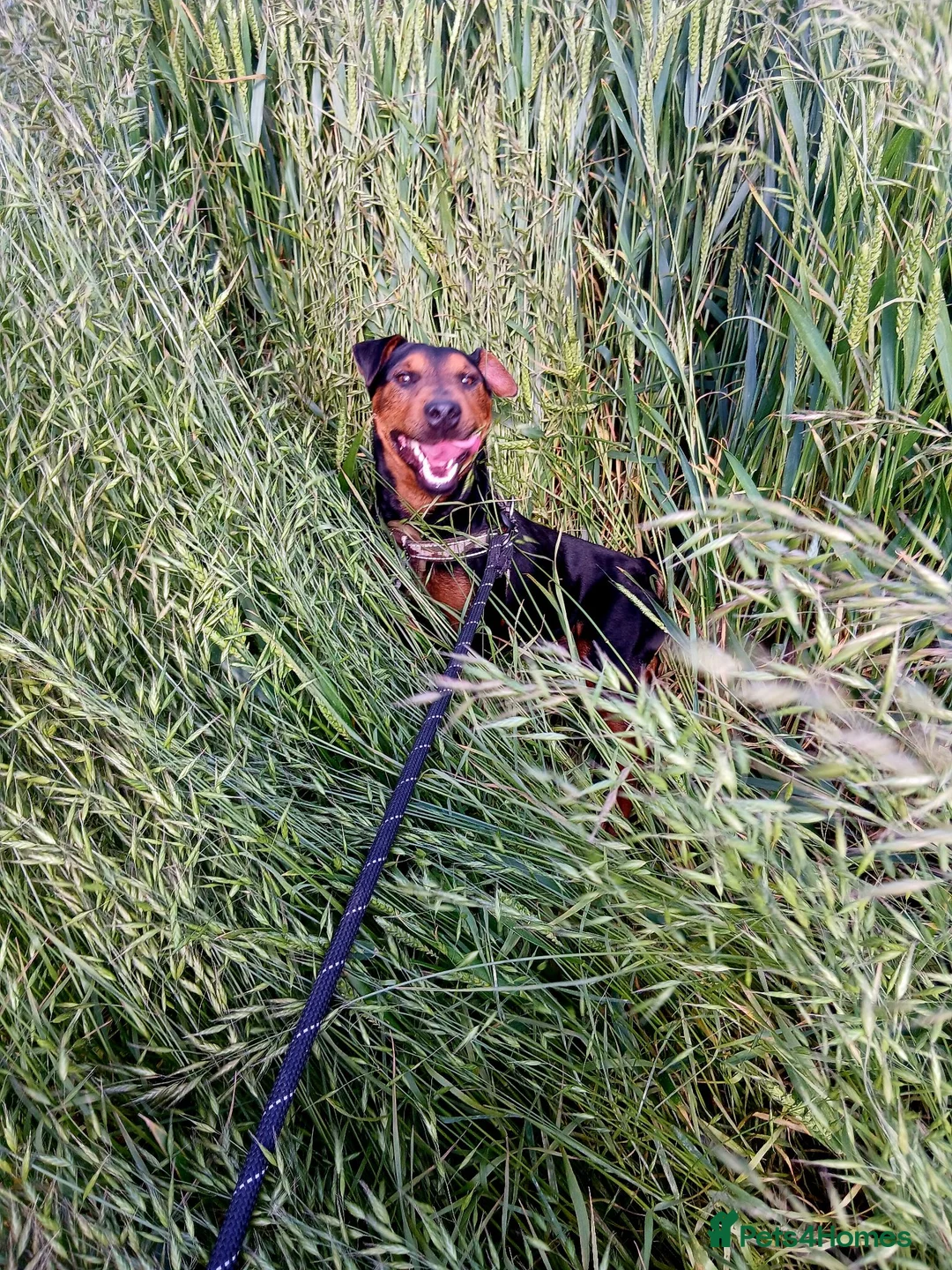 Mixed Breed dogs for stud: Remarkable stud  - Advert 13