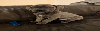 Cane Corso Puppy 1