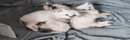 Ragdoll cats for sale: 💙Rare Lynx Point Purebred Ragdoll Kittens💙  - Advert 4