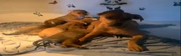 Boxer dogs for sale: BoxerX - Advert 1