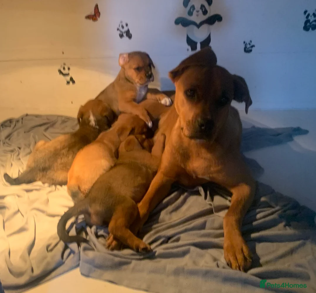 Boxer dogs for sale: BoxerX - Advert 1