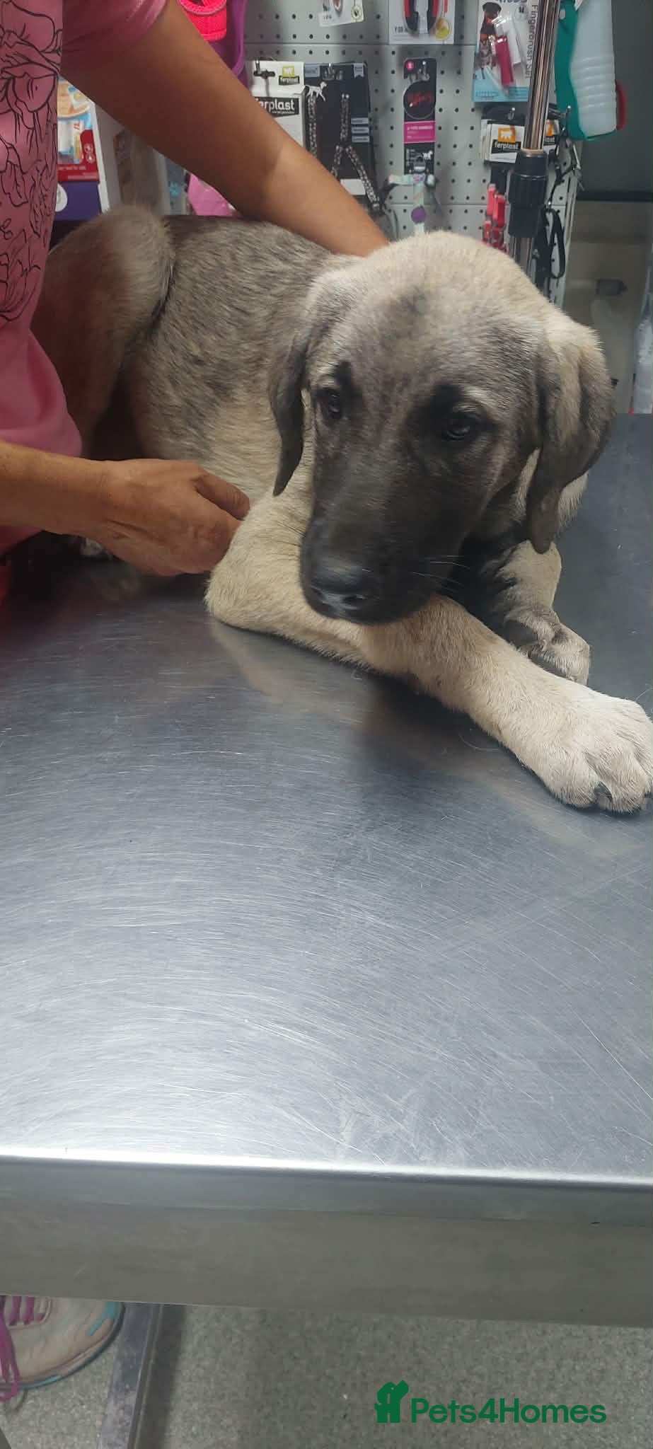 Mixed Breed dogs Masiey 5 - 6 months Macedonian rescue pups - Advert 3