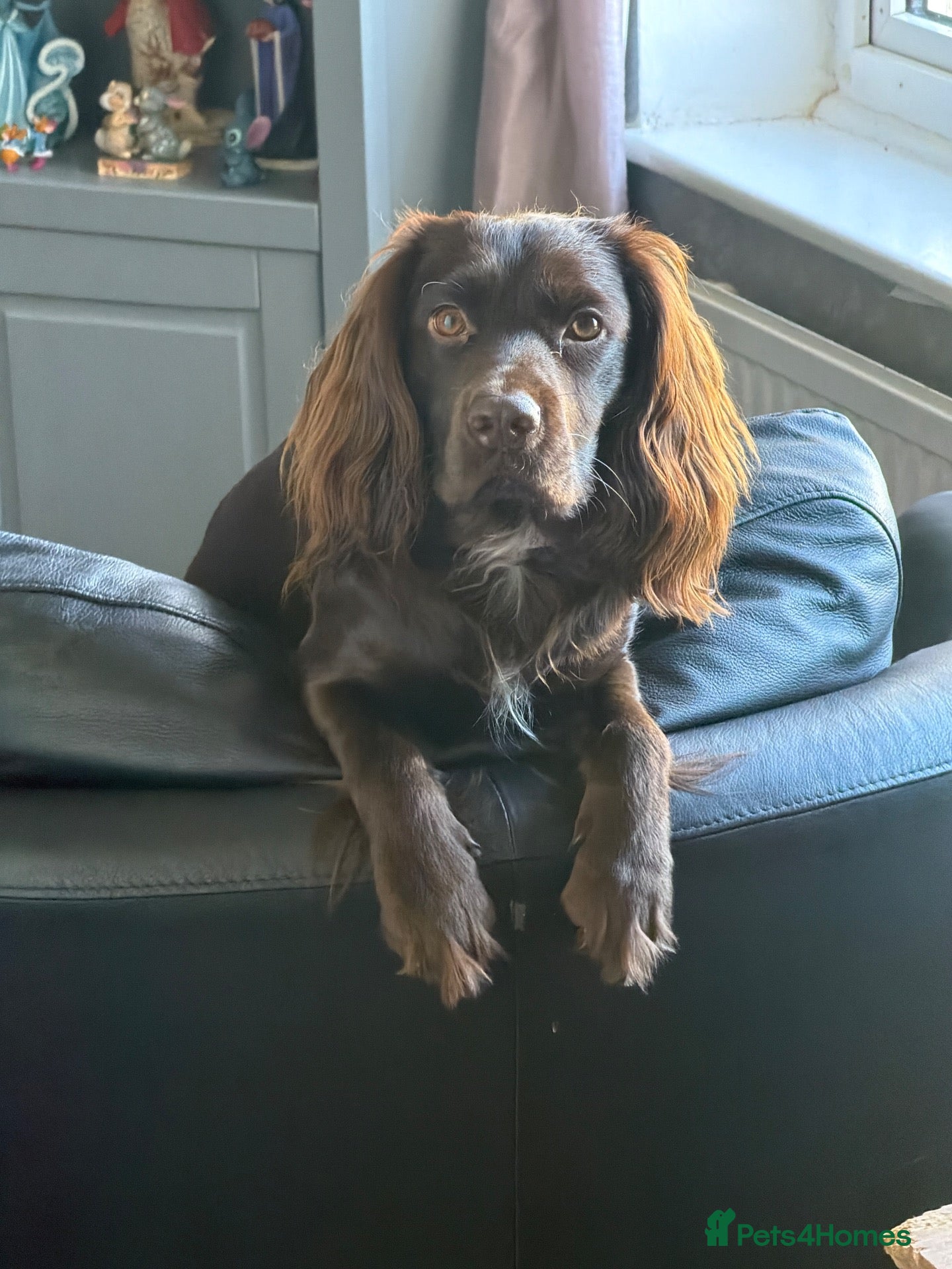 Cocker Spaniel dogs Teddy is a one year old cocker spaniel - Advert 3