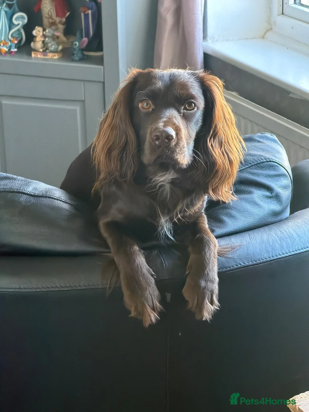 Cocker Spaniel dogs for sale: Teddy is a one year old cocker spaniel - Advert 1