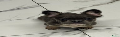 French Bulldog Puppy 1