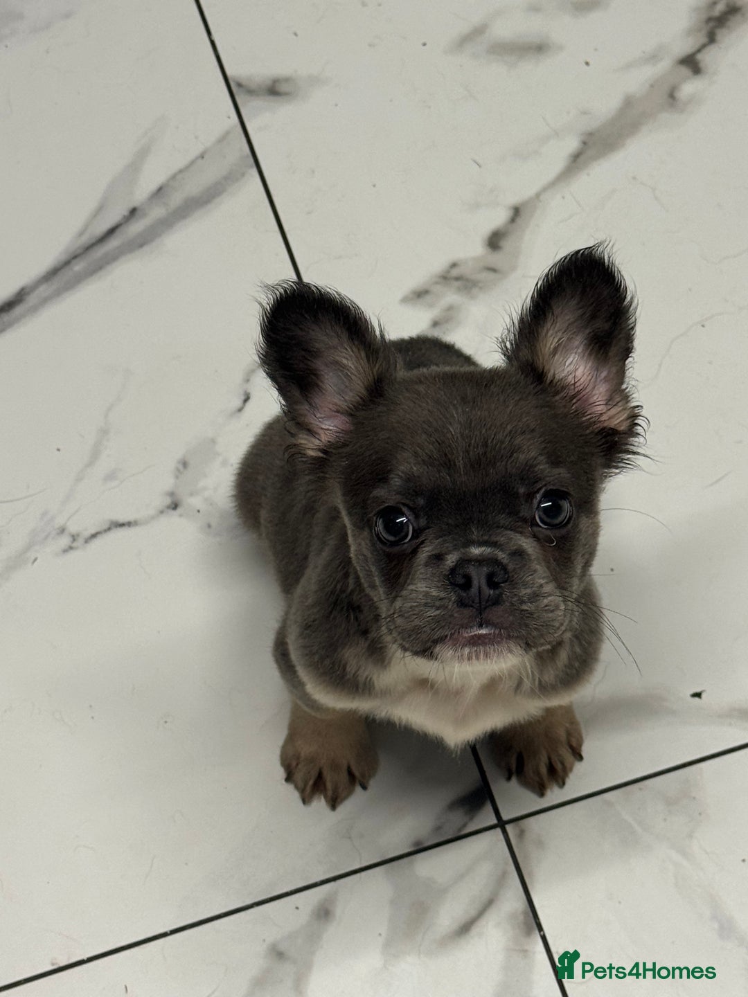 French Bulldog dogs for sale: Beautiful fluffy/ fluffy carrier Frenchie pups  - Advert 28