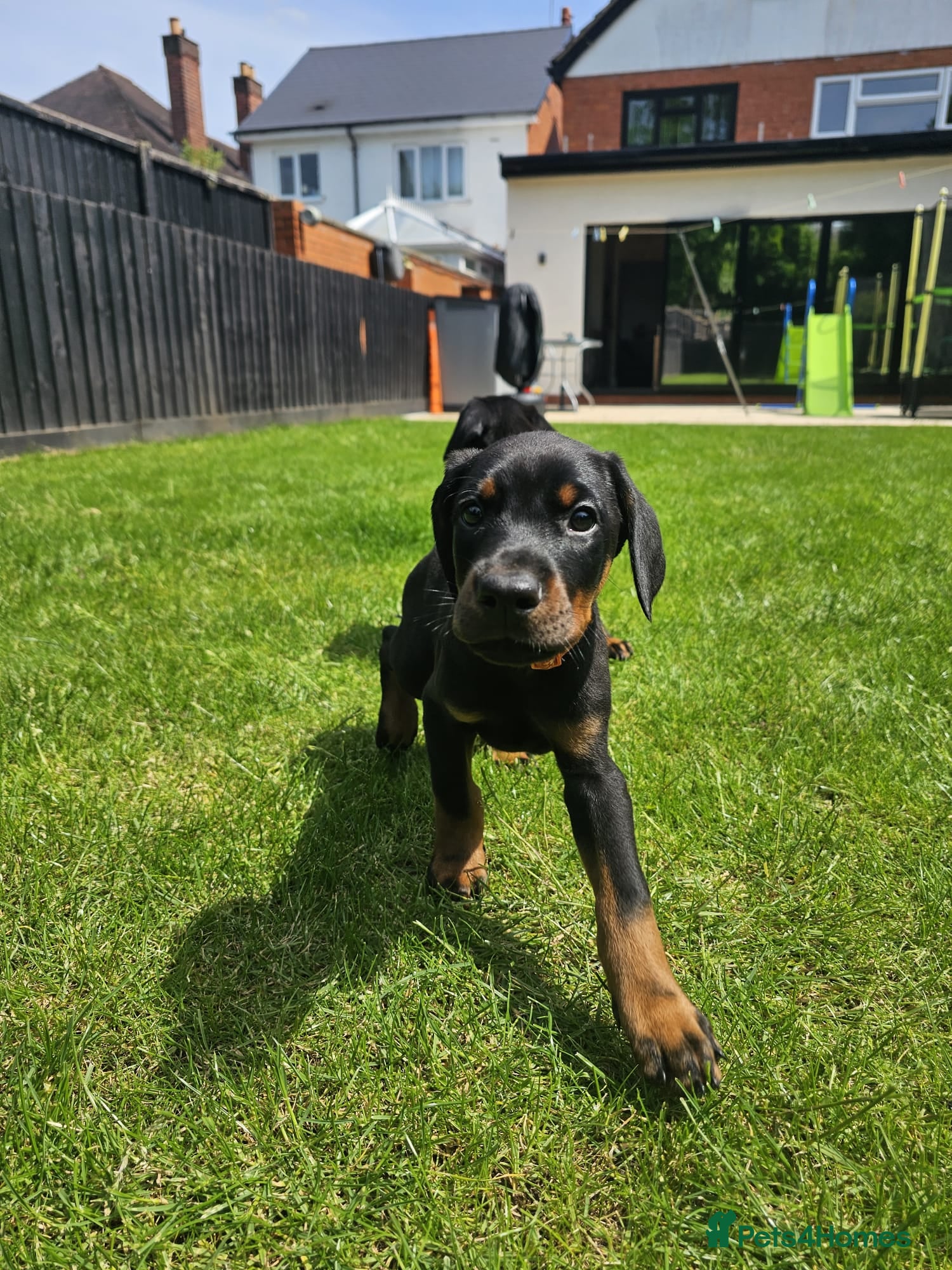 Dobermann dogs ☆☆Ready to leave Friday  Black Doberman Puppies☆☆ - Advert 2