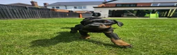 Dobermann dogs for sale: ☆☆Ready to leave Today  Black Doberman Puppies☆☆ - Advert 2