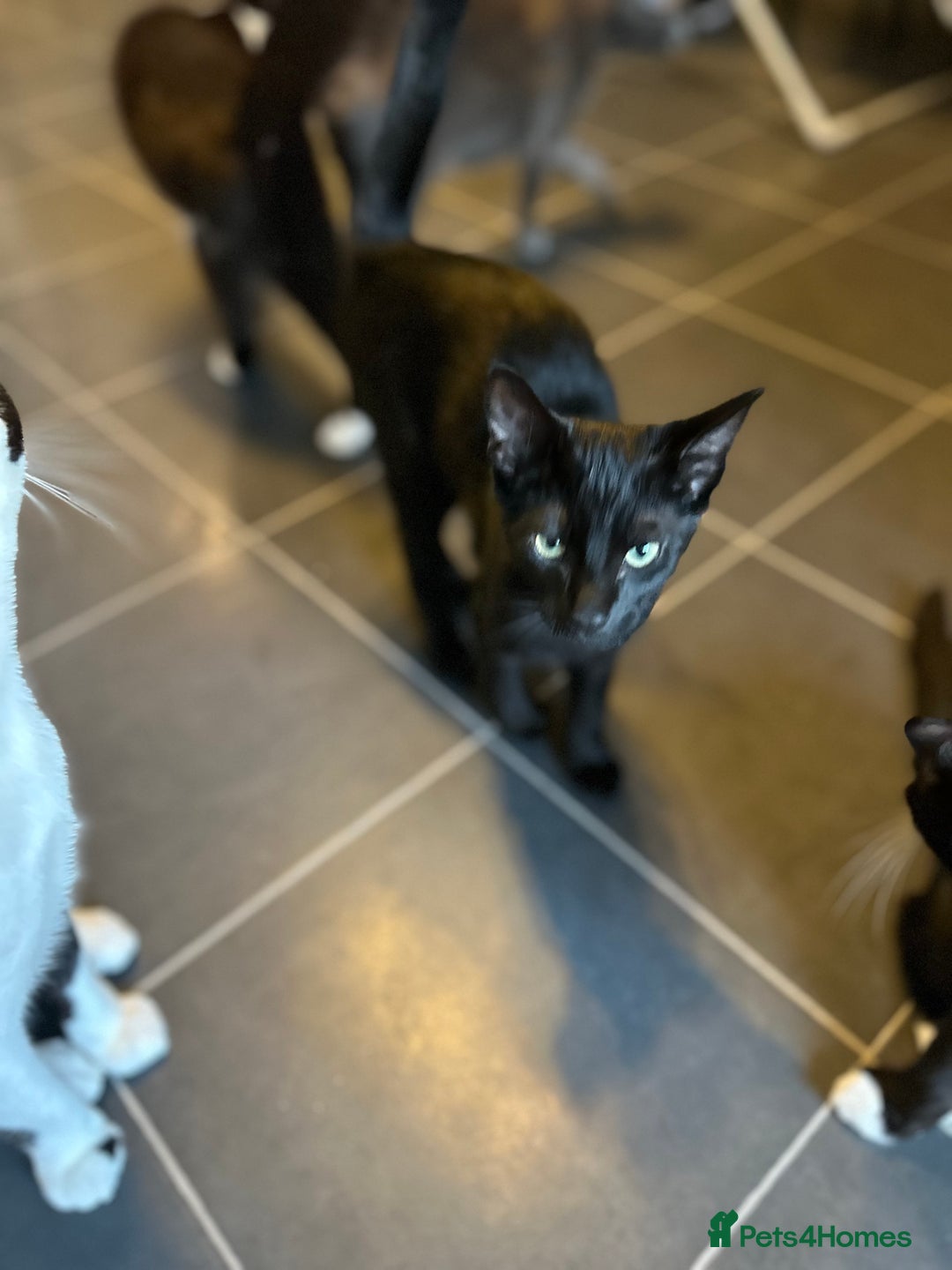 Mixed Breed cats for sale: 3kittens 5months 1male 10months 1 female 10month - Image 5