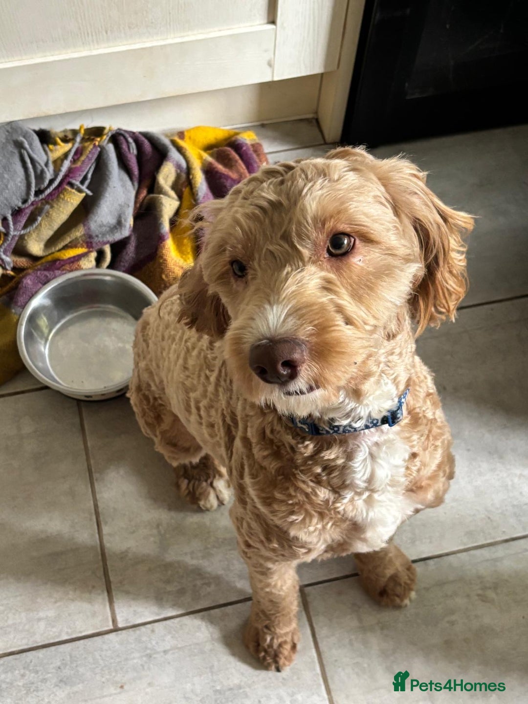 Cockapoo dogs for sale: Sad sale blonde and white male cockapoo - Image 5