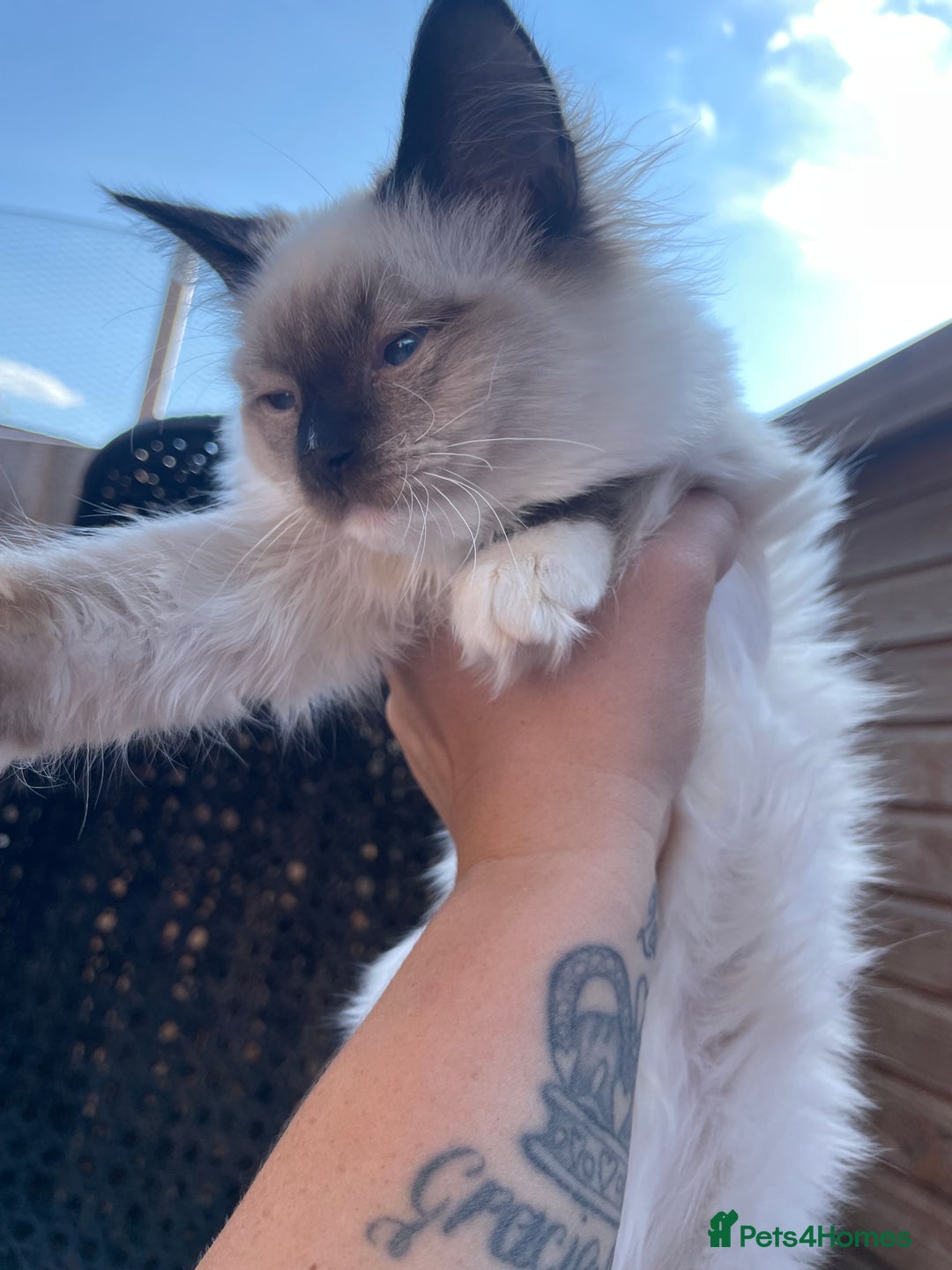 Ragdoll cats for sale: X3 Ragdolls (Flame point, bicolour and seal point) - Image 13