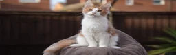 Maine Coon cats for sale: XL Pedigree Maine coon kittens - Advert 4