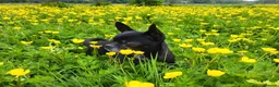 Chihuahua dogs for stud: Handsome 5-year-old Black Chihuahua for Stud Only - Advert 4