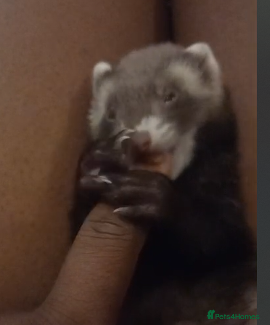 Ferret rodents for sale: 2 female ferrets - Image 3