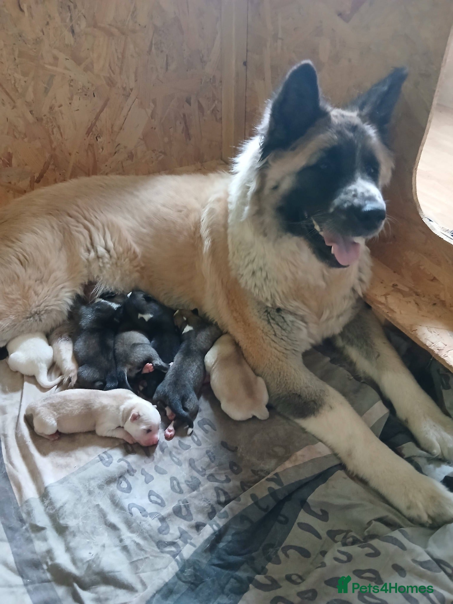 Huskita dogs 5 BEAUTIFUL HUSKITA PUPPIES - Advert 13