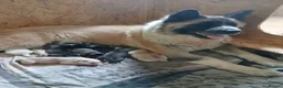 Huskita dogs for sale: 5 BEAUTIFUL HUSKITA PUPPIES - Advert 1