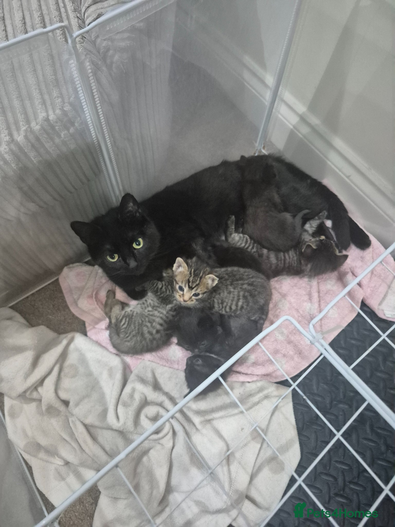 Domestic Shorthair cats Kittens ready for new homes  - Advert 1
