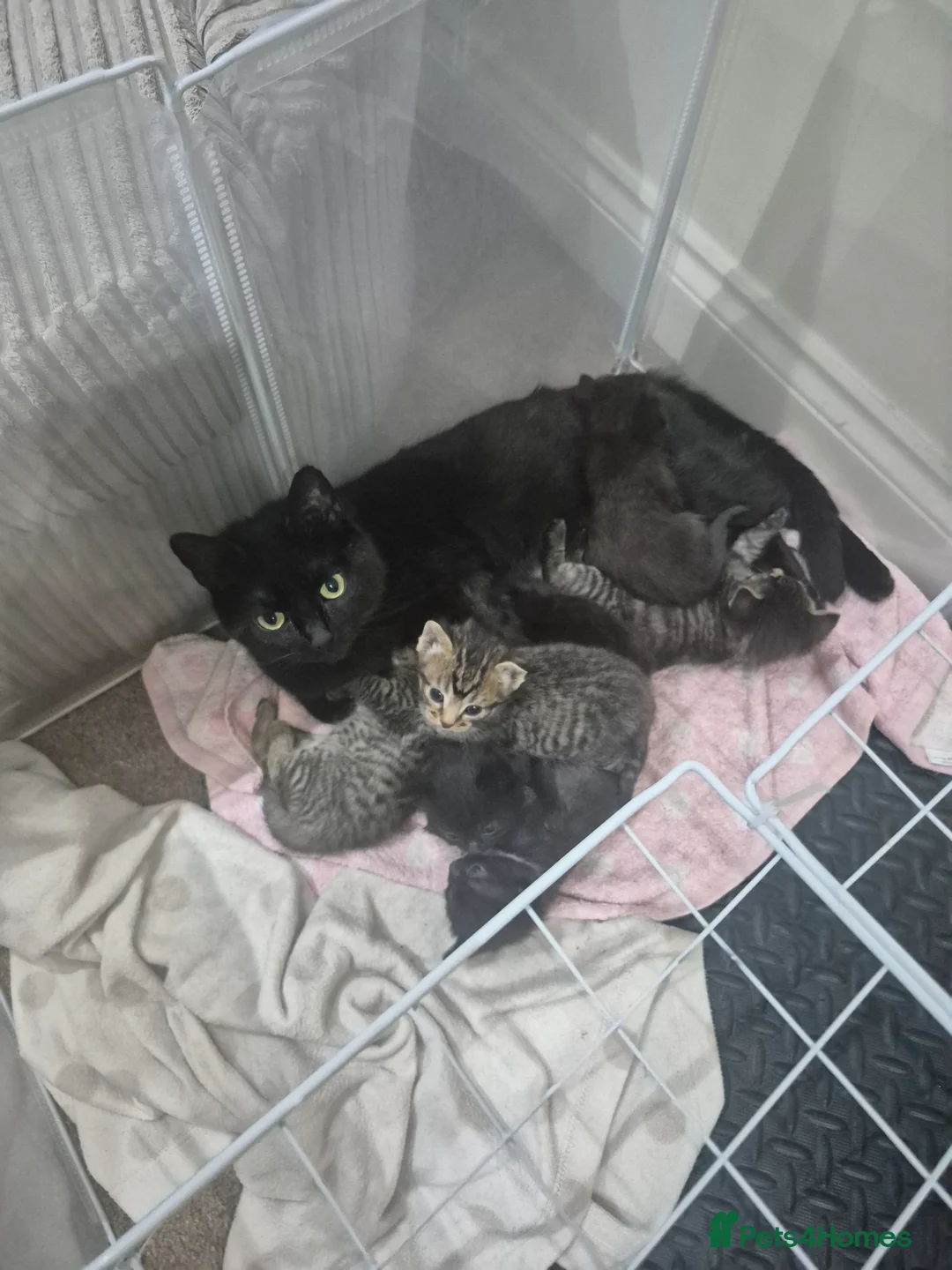Domestic Shorthair cats for sale: Kittens ready for new homes  - Advert 1