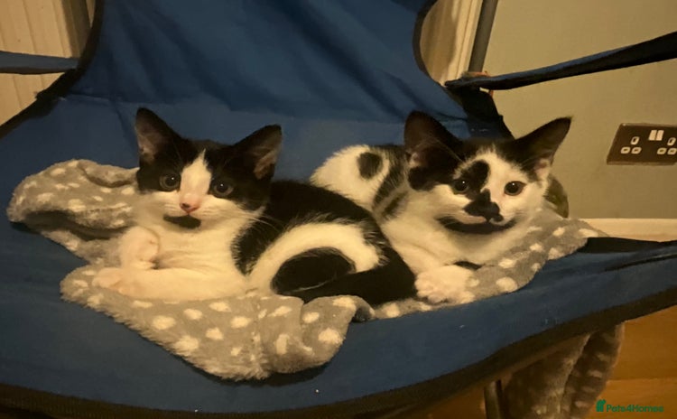 Mixed Breed cats 2 Kittens for sale[READY TO LEAVE] - Advert 1