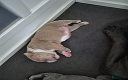 Staffordshire Bull Terrier dogs for sale: KC REG STAFFORDSHIRE BULL TERRIER PUPS - Image 4