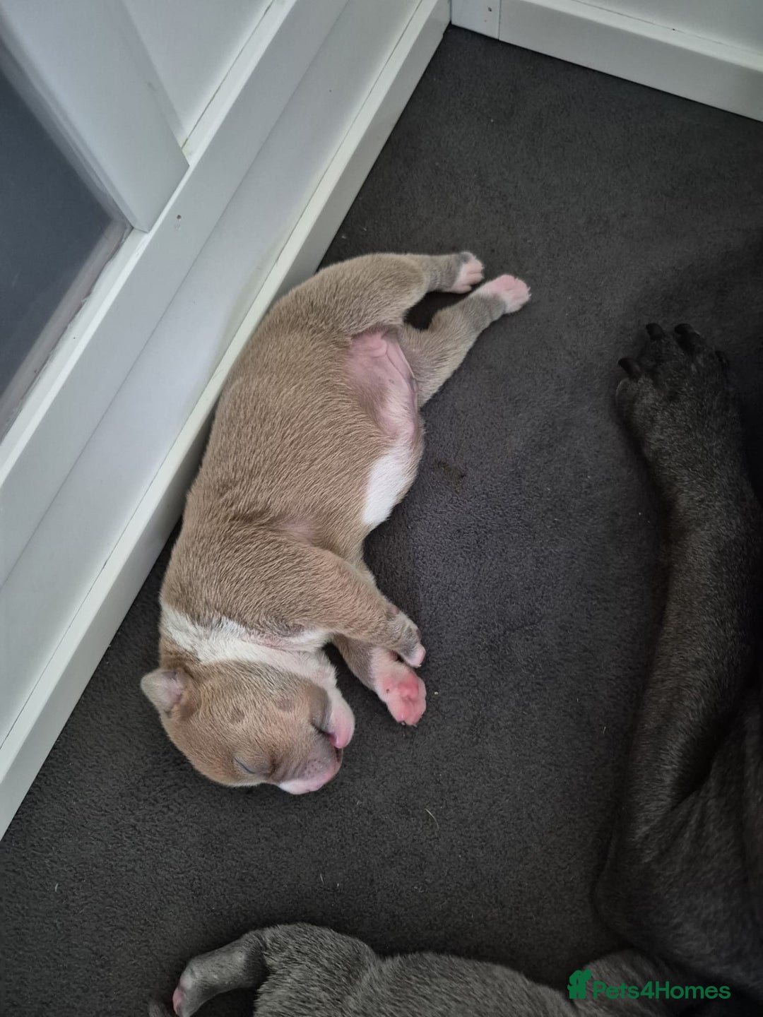 Staffordshire Bull Terrier dogs for sale: KC REG STAFFORDSHIRE BULL TERRIER PUPS - Image 4