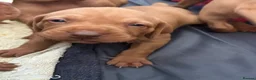 Hungarian Vizsla dogs for sale: Beautiful Smooth haired Hungarian Vizslas  - Advert 11