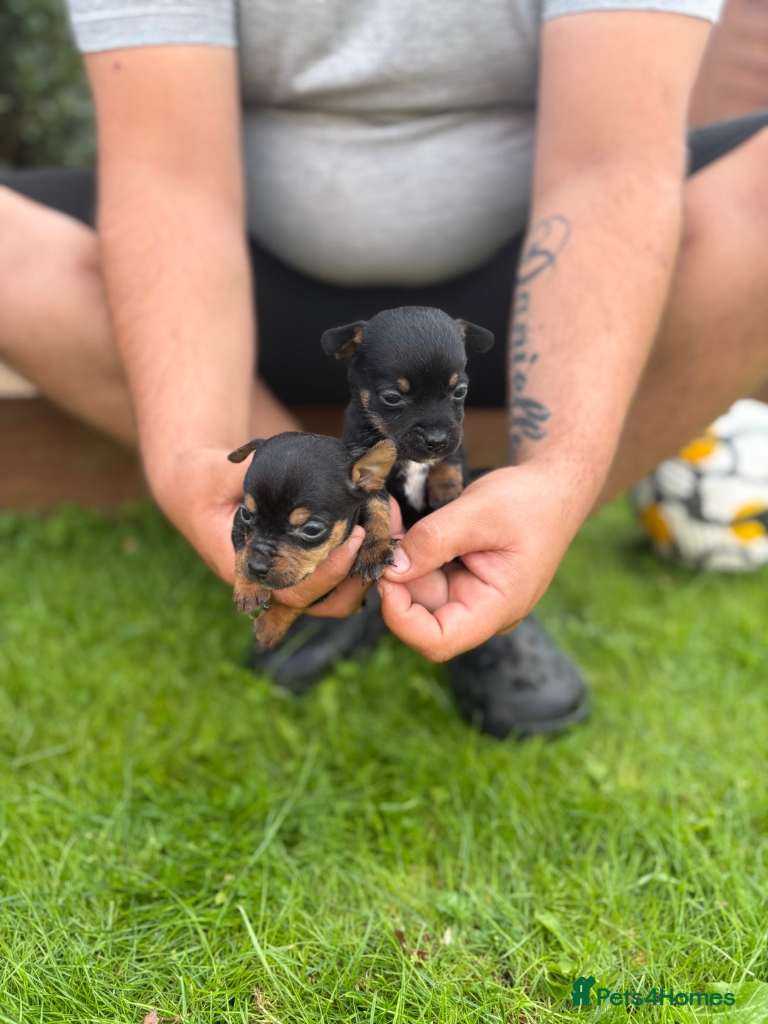 Jack Russell dogs for sale: 6 Beautiful tiny Jack Russell Puppies - Image 3