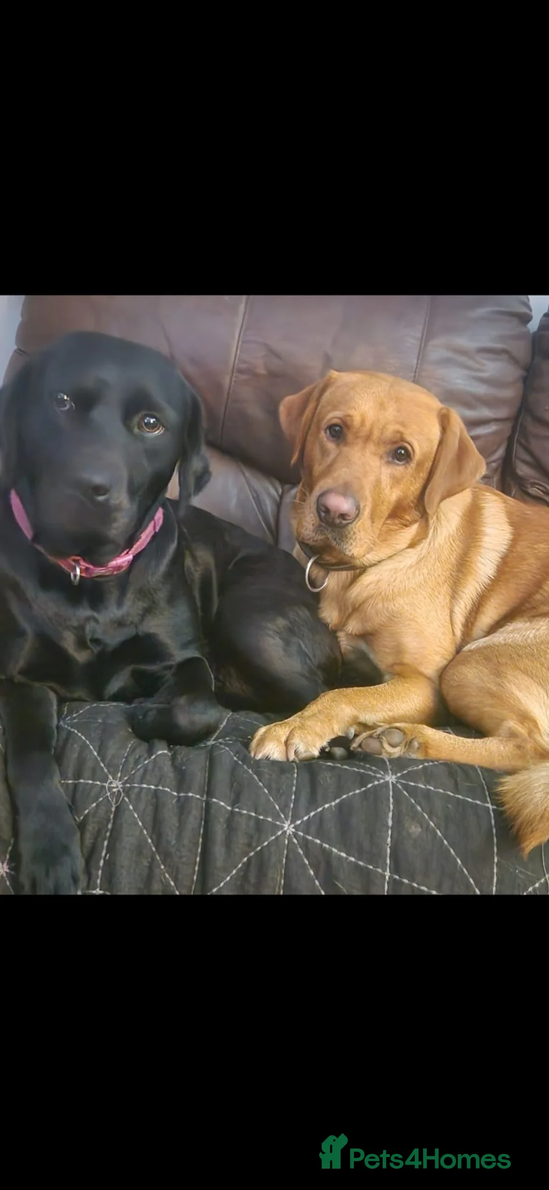 Labrador Retriever dogs for sale: Beautiful Labrador Puppies ready soon in Llanelli - Advert 11