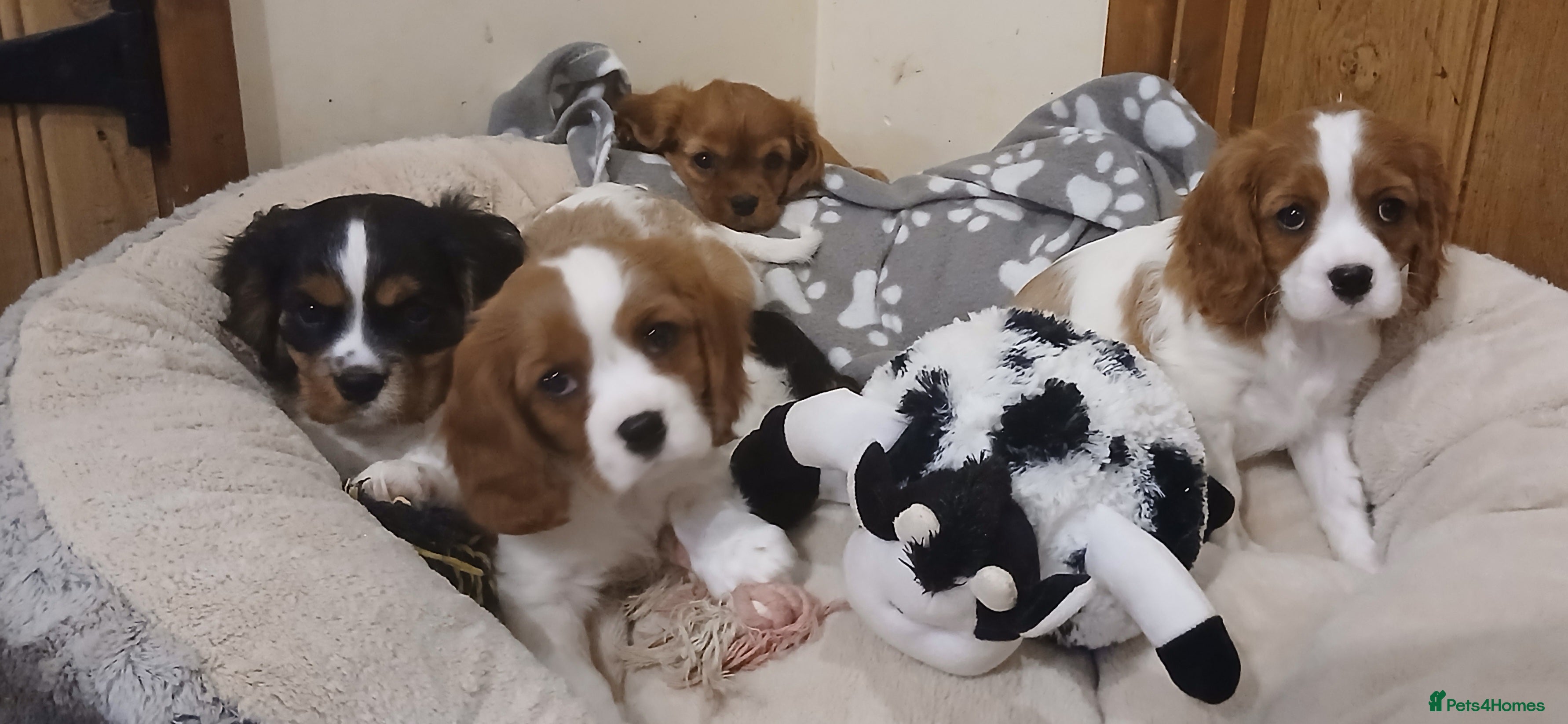 Cavalier King Charles Spaniel dogs  Health tested puppies ready now - Advert 2