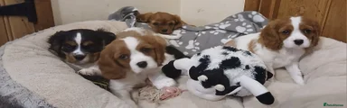 Puppy 4