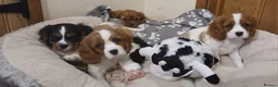 Cavalier King Charles Spaniel dogs for sale:  Health tested puppies ready now - Advert 6