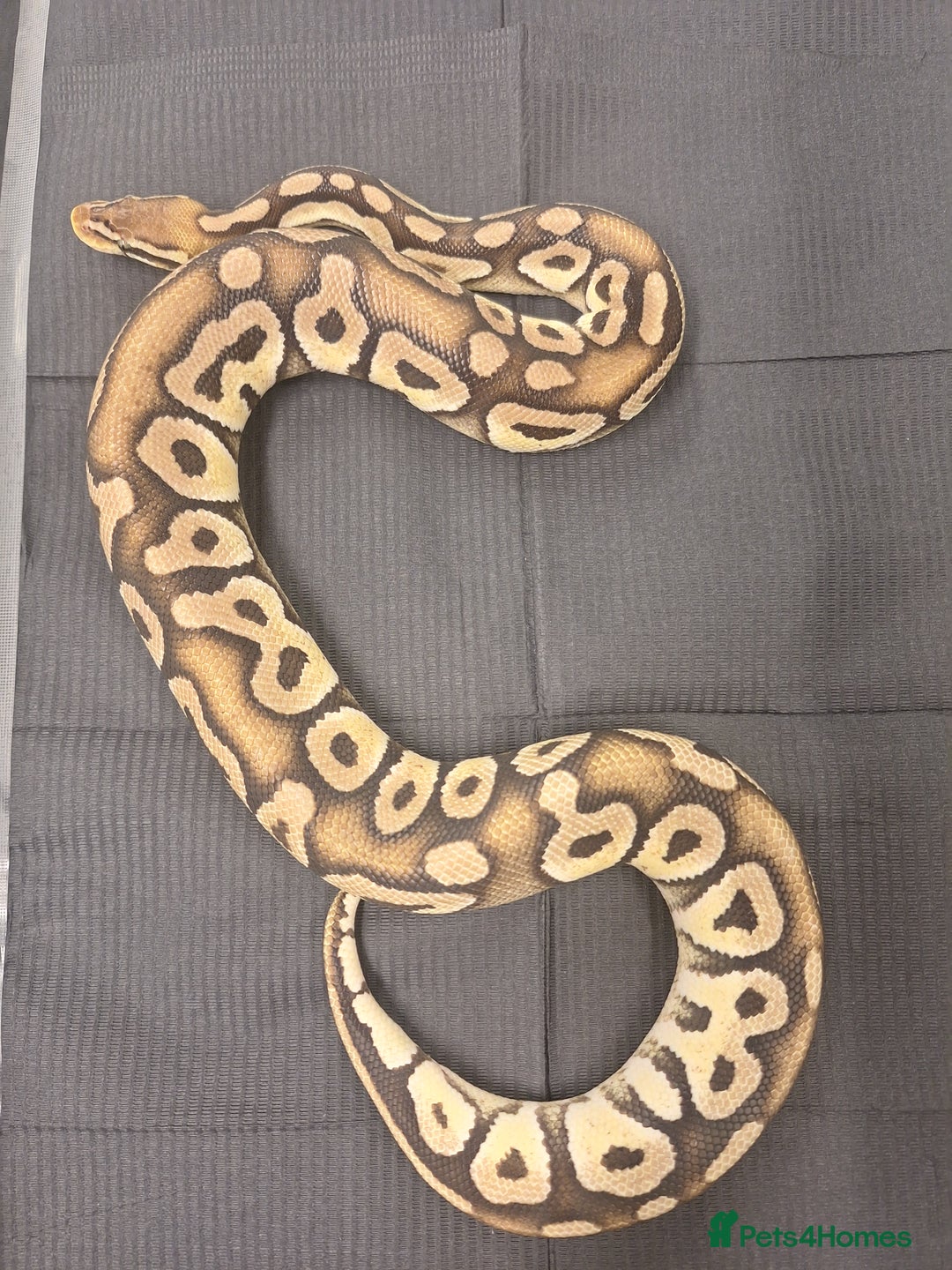 Corn Snake reptiles for sale: Corns, royals and 33l rack - Image 2