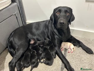 Labrador Retriever dogs 8 Outstanding KC Labrador Retriever Puppies - Advert 1