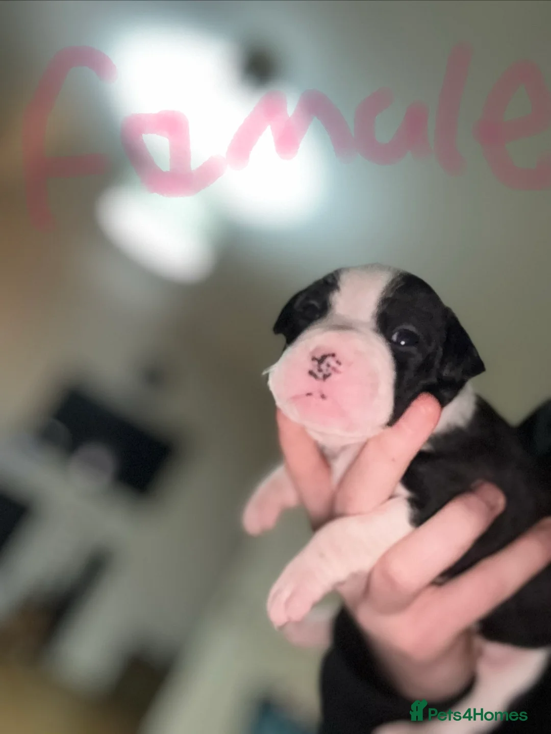 Staffordshire Bull Terrier dogs for sale: Irish Staffy Puppies for sale  - Advert 6