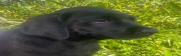 Labrador Retriever dogs for sale: KC Registered Black Labrador puppies  - Advert 10