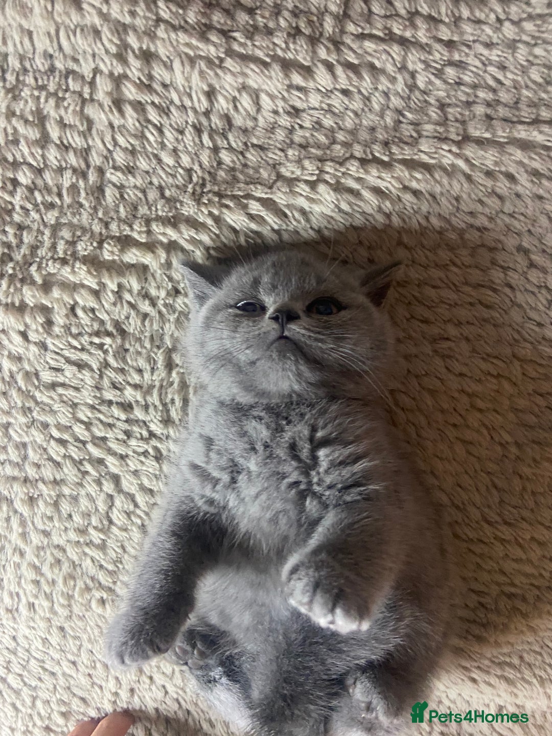 British Shorthair cats for sale: Gccf reg blue bsh kittens active - Image 23