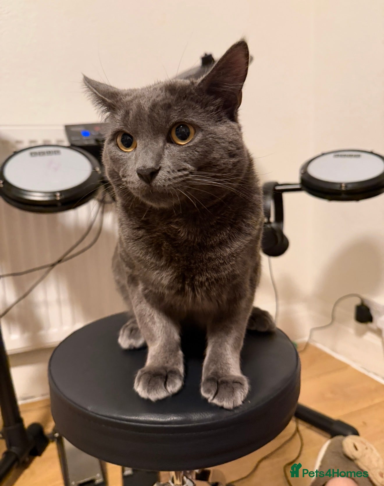 Russian Blue cats for sale: Bingo  - Advert 3