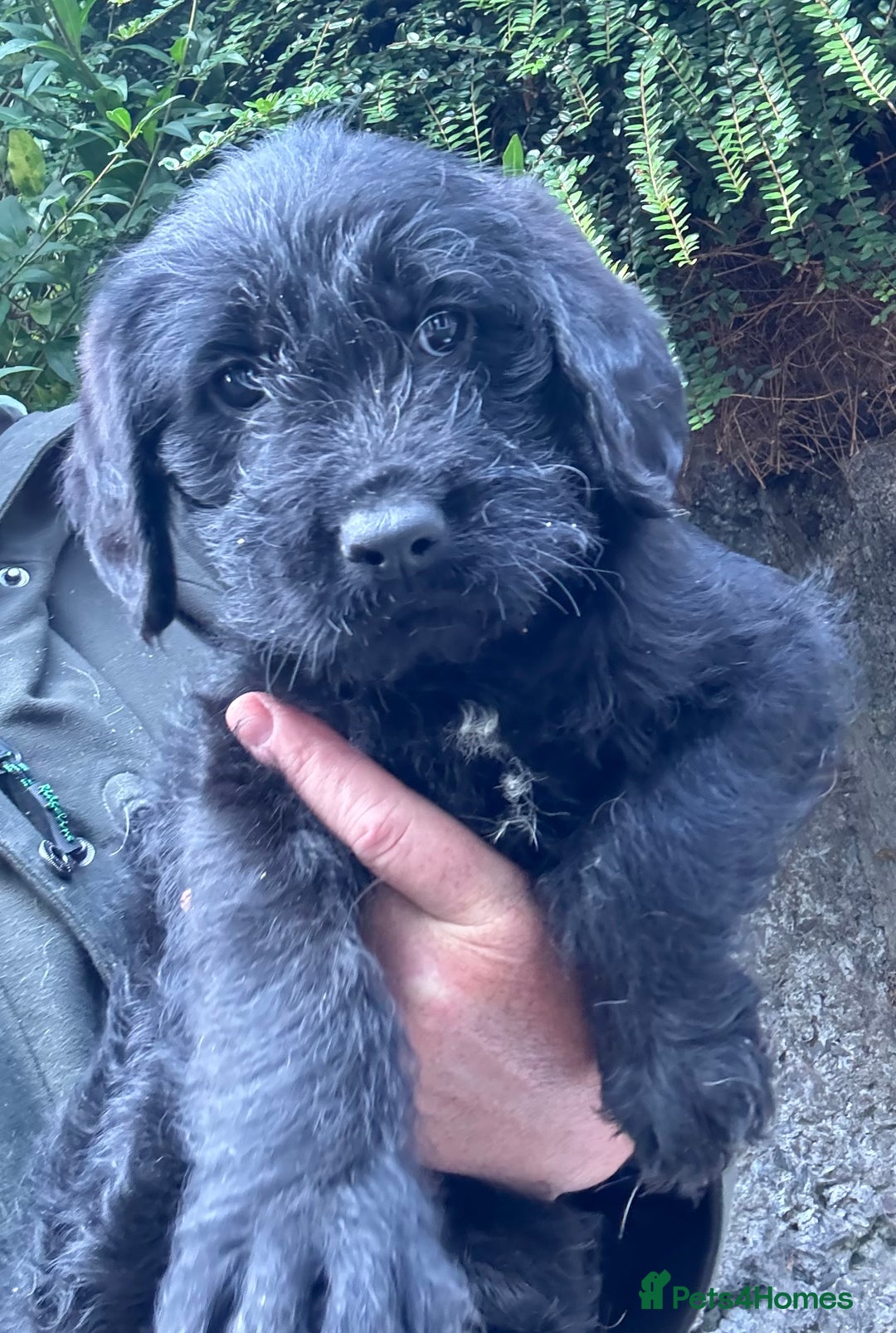 Australian Labradoodle dogs for sale: Stunning Multigen Mini Australian Labradoodle mix. - Image 16