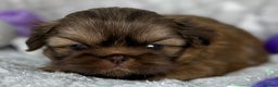 Shih Tzu dogs for stud: Kc registerd stud karashishi and sweet tooth lines in Southampton - Advert 7