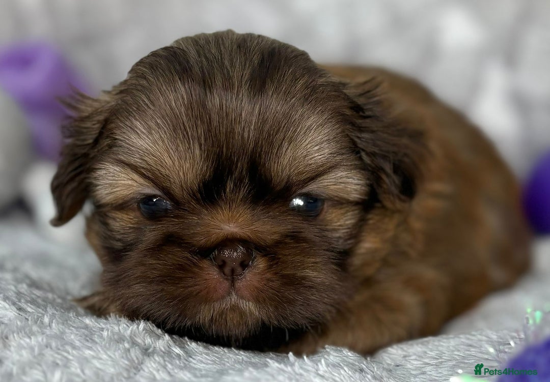 Shih Tzu dogs for stud: Kc registerd stud karashishi and sweet tooth lines in Southampton - Advert 7
