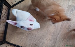 Pomchi dogs for sale: Pomchi - Image 7