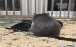 Mixed Breed cats for sale: 5 lovely kittens for sale  - Image 25