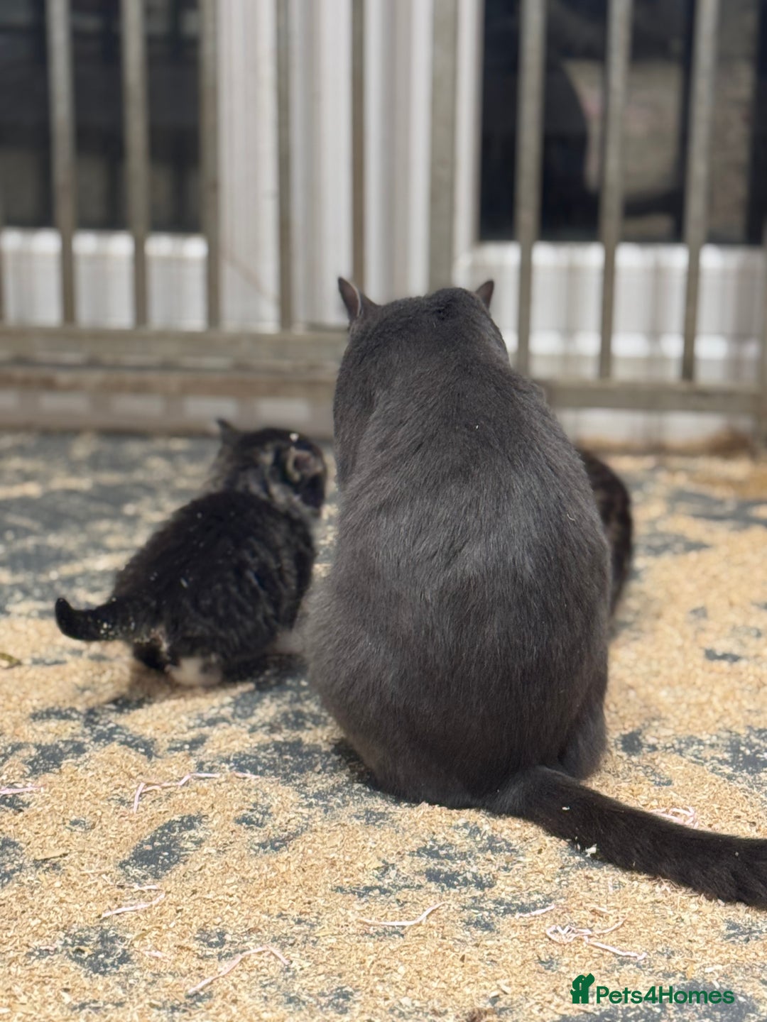 Mixed Breed cats for sale: 5 lovely kittens for sale  - Image 25